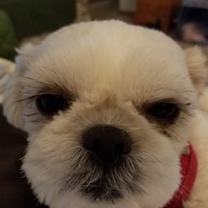 Meet your Posher, Pat